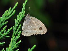 Ypthima pandocus