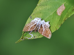 Odontoptilum pygela