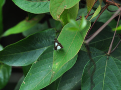 Stiboges nymphidia