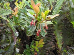 Vaccinium dentatum