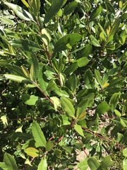 Heteromeles arbutifolia