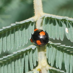 Peltoschema tetraspilotum