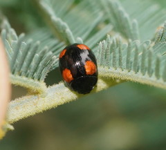 Peltoschema tetraspilotum