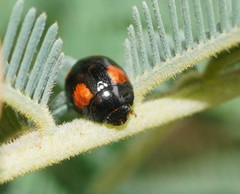 Peltoschema tetraspilotum