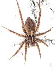 Pardosa monticola