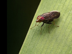 Cephaloconus tenebrosus