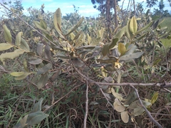 Duguetia furfuracea