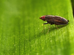 Cephaloconus tenebrosus