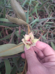 Duguetia furfuracea