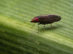 Cephaloconus tenebrosus