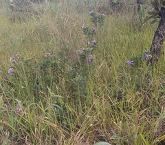 Periandra mediterranea