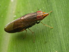 Cephaloconus tenebrosus