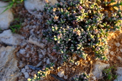 Ruschia kenhardtensis