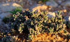 Ruschia kenhardtensis