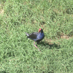 Porphyrio melanotus