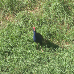 Porphyrio melanotus