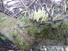 Coendou bicolor