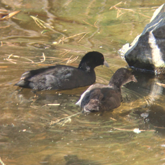 Fulica atra