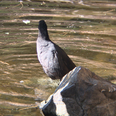Fulica atra