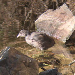 Fulica atra