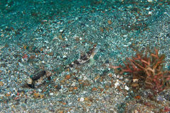 Tomiyamichthys latruncularius