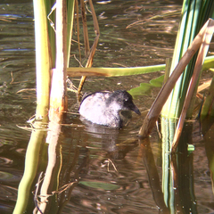 Fulica atra