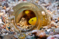 Lubricogobius exiguus