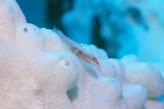 Bryaninops erythrops