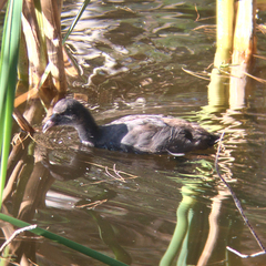 Fulica atra