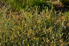 Senecio niveus