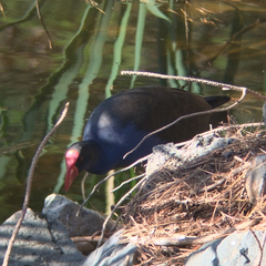 Porphyrio melanotus
