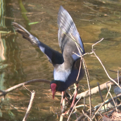 Porphyrio melanotus