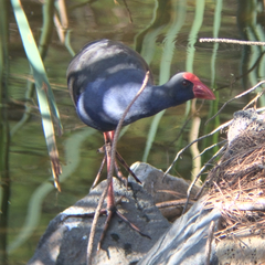 Porphyrio melanotus