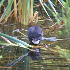 Porphyrio melanotus
