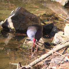 Porphyrio melanotus