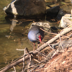 Porphyrio melanotus