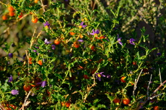 Solanum capense