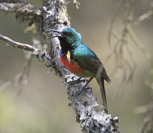 Stuhlmann's Sunbird