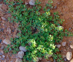 Euphorbia inaequilatera