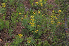 Thermopsis divaricarpa