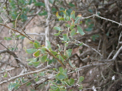 Atraphaxis frutescens