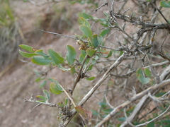 Atraphaxis frutescens