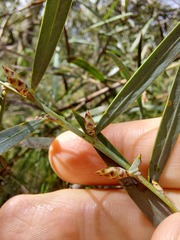 Acacia iteaphylla