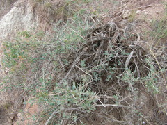 Atraphaxis frutescens