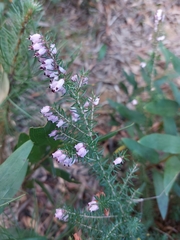 Erica erigena
