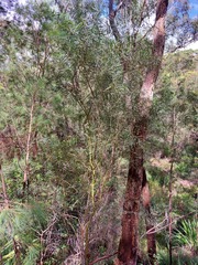 Acacia iteaphylla