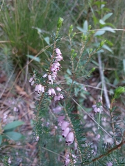 Erica erigena