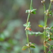 Paronychia hartwegiana - Photo (c) danplant,  זכויות יוצרים חלקיות (CC BY-NC), הועלה על ידי danplant