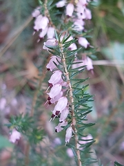 Erica erigena