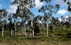 Eucalyptus alba